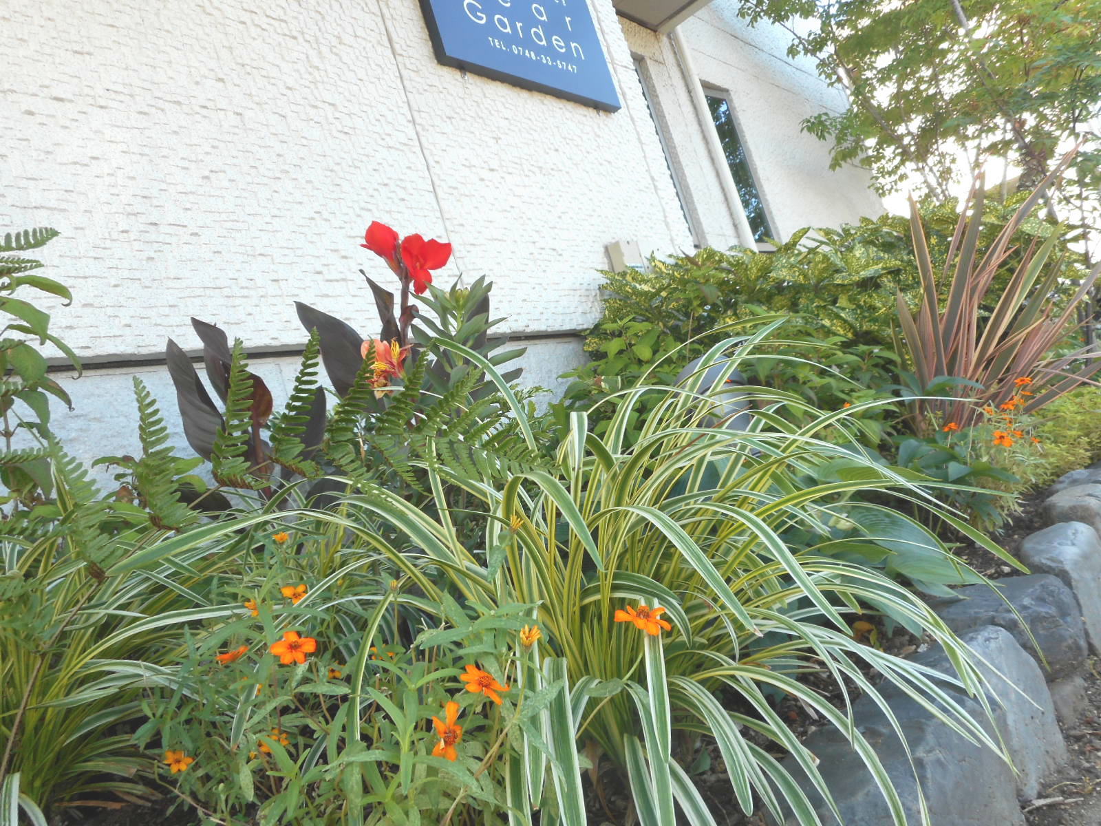夏花壇は濃色と輝色で力強くデザイン The Official Dear Garden Blog